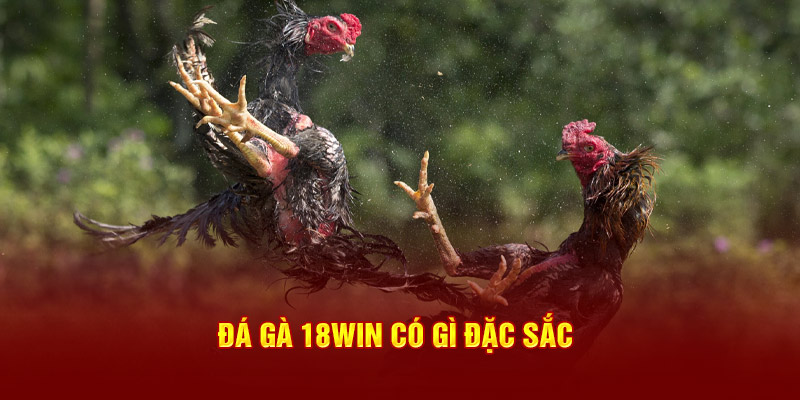 đá gà 18win1 có gì đặc sắc 